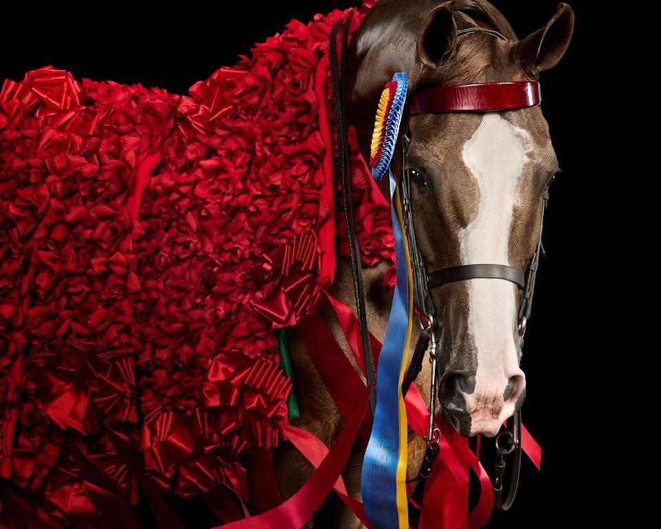 "Ayant obtenu 19 titres de champion national et salué comme l'un des chevaux les plus décorés de sa race, les gains en compétition de Peanut, 15 ans, en disent long sur sa force, ses compétences et son dévouement à son métier. Bien qu'elle ait une