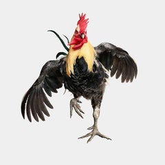 Randal Ford - Denizli Longcrower Rooster in Flight, 2024, Nachgedruckt