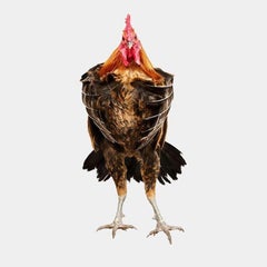 Randal Ford - Denizli Longcrower Rooster in Flight, 2024, Nachgedruckt
