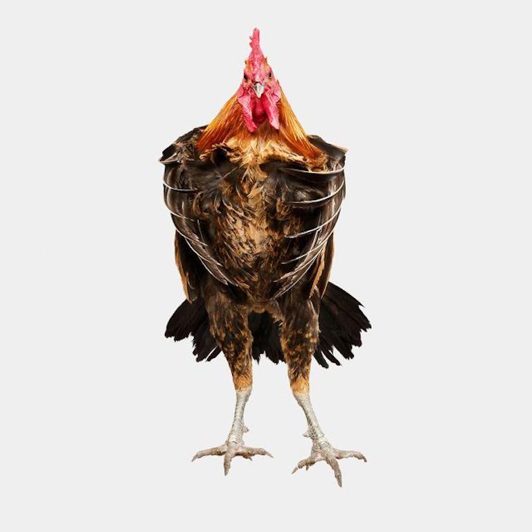 Randal Ford - Denizli Longcrower in Flight, 2024, imprimé d
après