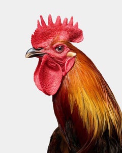 Randal Ford - Denizli Longcrower Rooster, photographie 2024, imprimée d
après