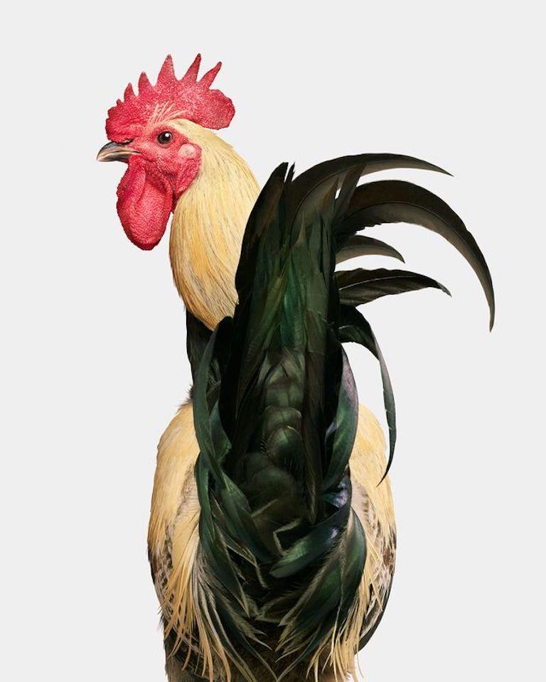 Randal Ford - Denizli Longcrower Rooster, Photography 2024, Printed After