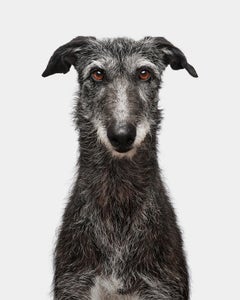 Randal Ford - Dixie, Photography 2020, Printed After