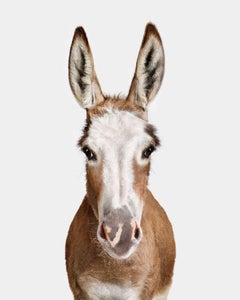 Randal Ford - Donkey n° 1, photographie 2024, imprimée d'après