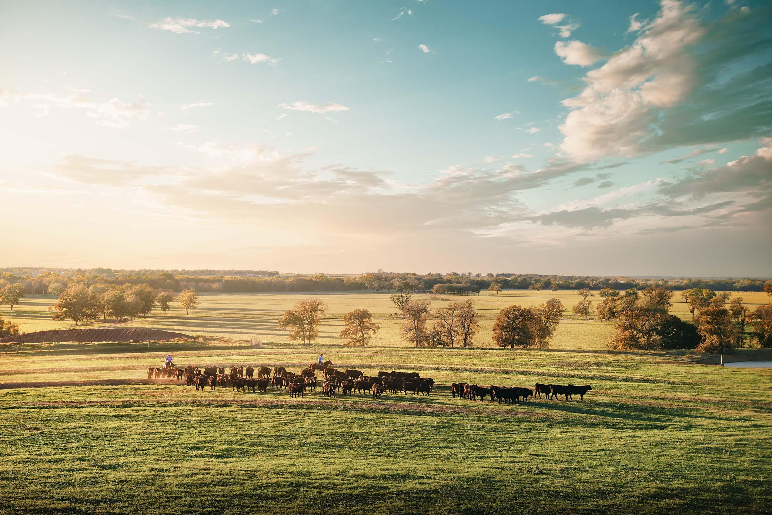 Randal Ford - Driving the Herd, photographie 2023, imprimée d'après