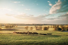 Randal Ford - Driving the Herd, Photography 2023, Printed After