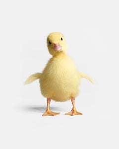 Randal Ford - Duckling Portrait, Photography 2018, Printed After