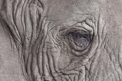 Randal Ford - Elephant Close Up, Photography 2018, Printed After