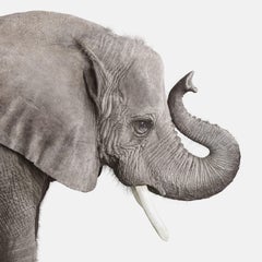 Randal Ford – Elefant Nr. 2, Fotografie 2018, Nachdruck