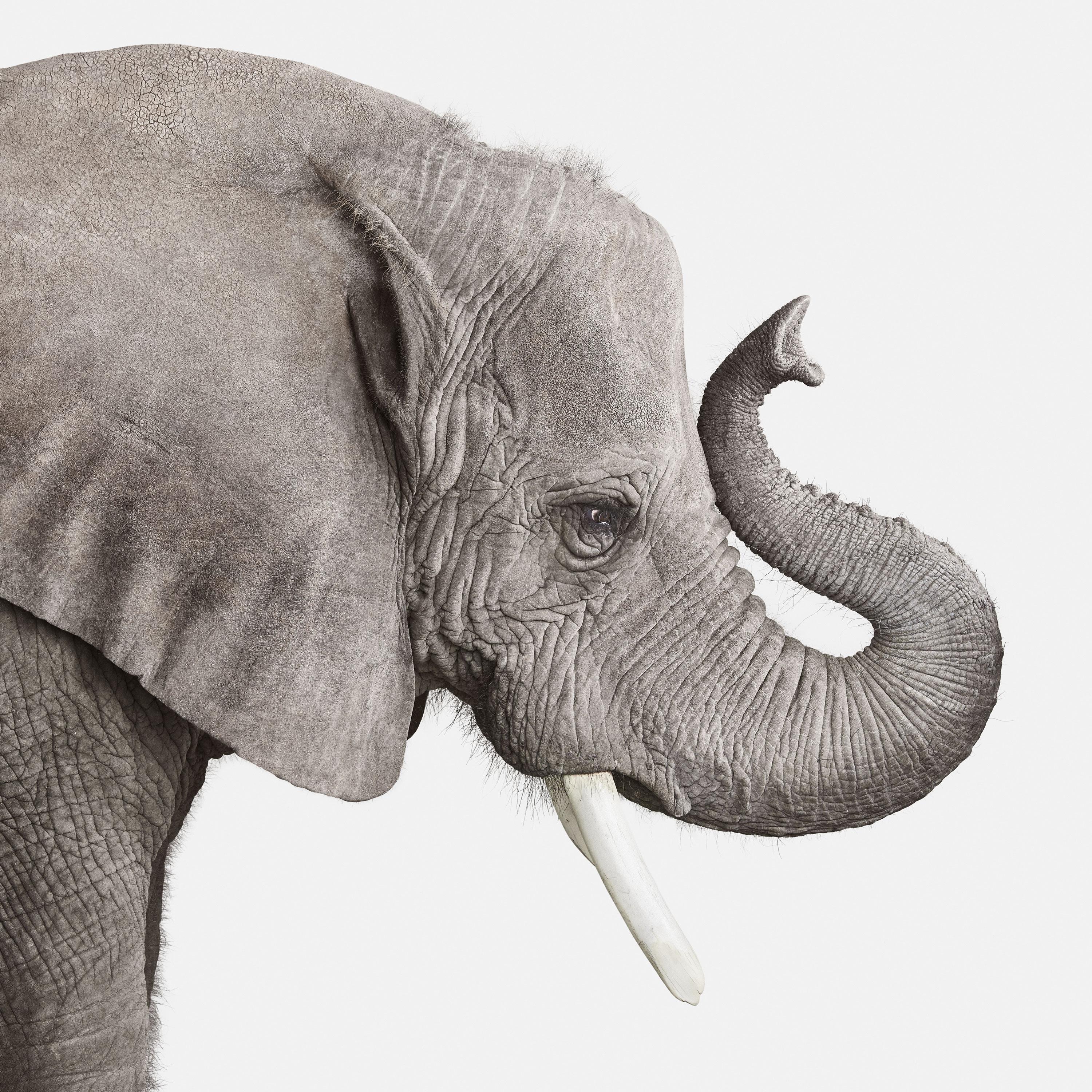 Taglie disponibili:
32" x 32" Edizione di 15
40" x 40" Edizione di 10
48" x 48" Edizione di 5

Oltre 40.000 anni fa, abbiamo iniziato a raffigurare gli animali nei disegni delle caverne. Nel corso della storia, la costante rappresentazione degli