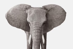 Randal Ford - Elephant No. 3, Photography 2018, Printed After