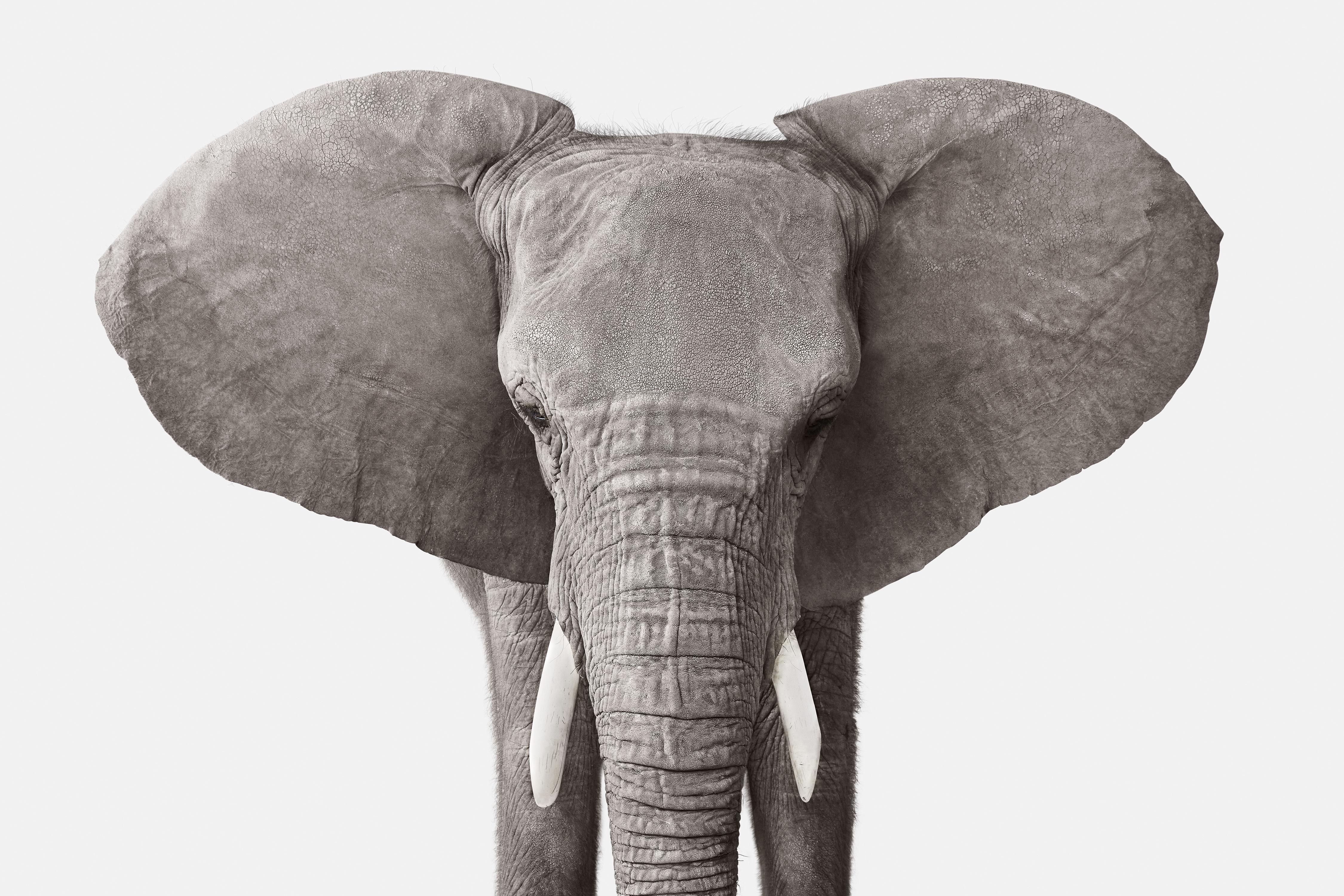 Randal Ford - Éléphant n° 3, photographie de 2018, imprimée d'après
