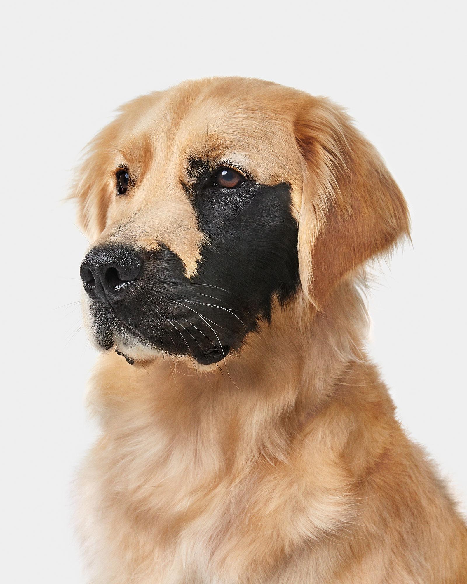 All available sizes and editions
30 x 37.5, edition of 15
40 x 50, edition of 10
48 x 60, edition of 5

Narrative:
Introducing, Mister Enzo Viola, the black-splotched Golden. Before meeting Enzo, I had never heard of such a thing. The splotch’s