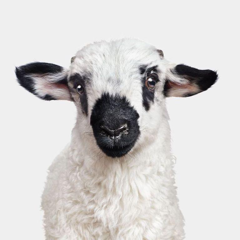 Randal Ford - F1 Valais Blacknose Lamb, photographie 2024, imprimée d
après