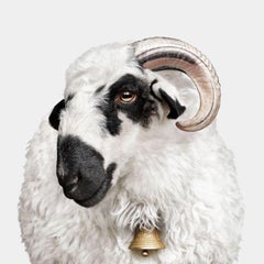 Randal Ford - F1 Valais Blacknose Schafe, Fotografie 2024, gedruckt nach