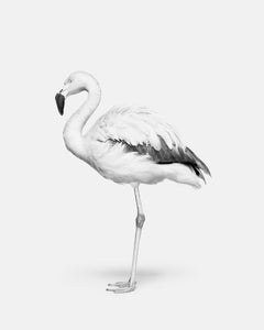 Randal Ford - Flamingo n° 2 (BW), photographie 2024, imprimée d'après