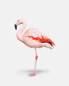 Randal Ford - Flamingo No. 2, Photography 2018, Printed After