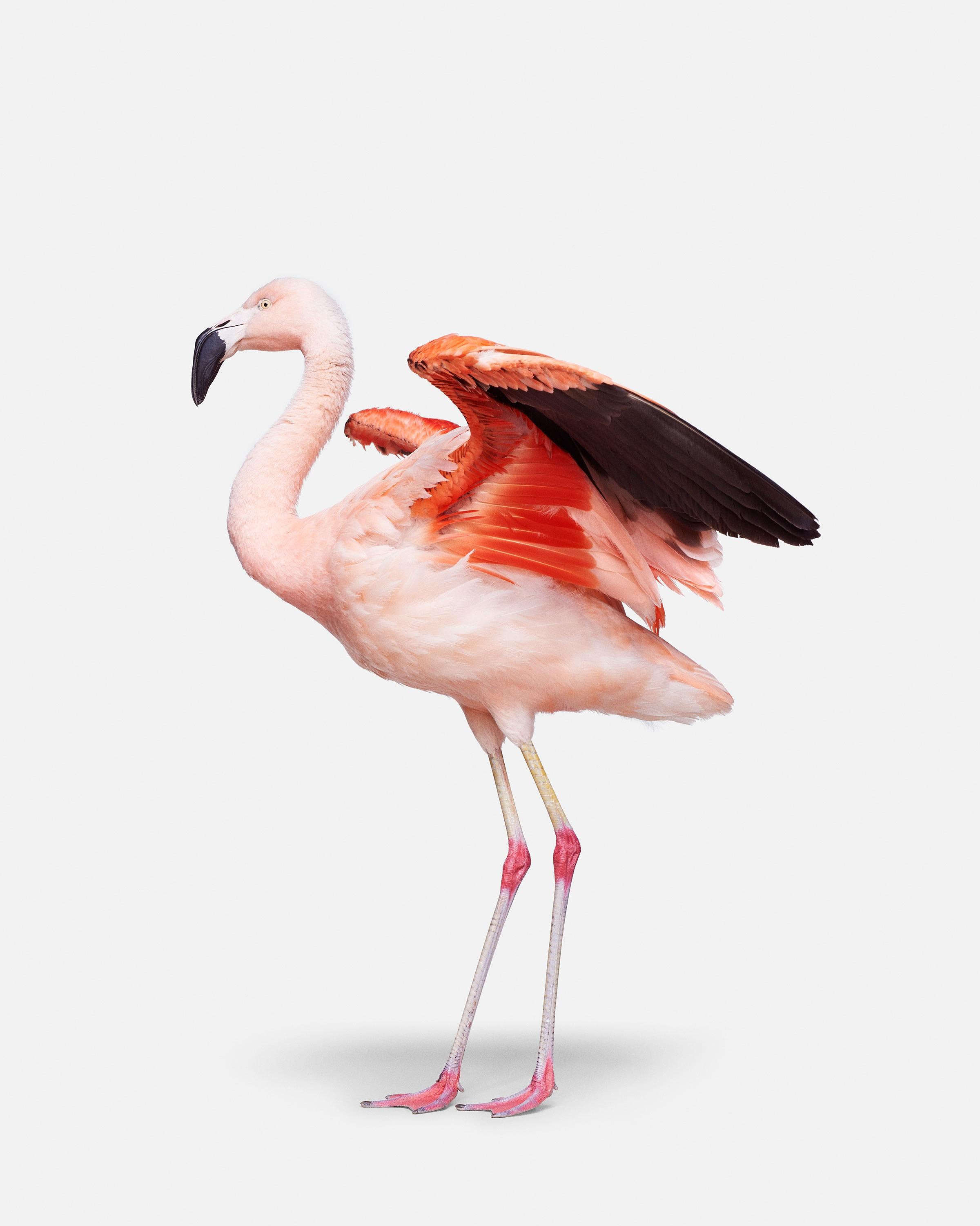 Flamingo No. 3
Available sizes:
37.5" x 30" Edition of 15
50" x 40"	 Edition of 10
60" x 48"	 Edition of 5

Alejandra:
Alejandra made us take our hats off, Mother Nature never fails to impress, and the color and shape of this South American beauty