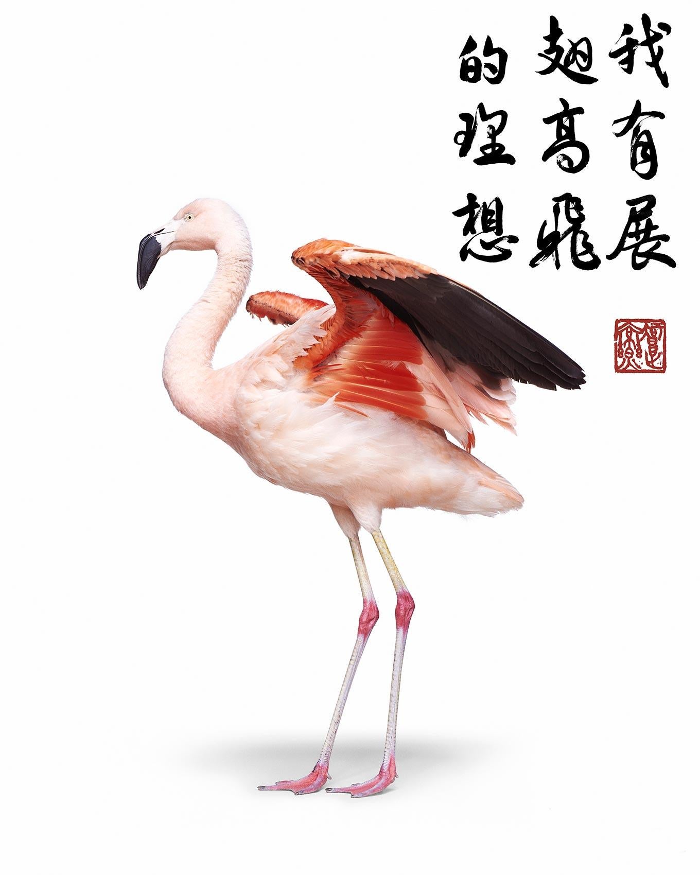 Randal Ford – Flamingo fliegen lässt, 2023, Druck nach