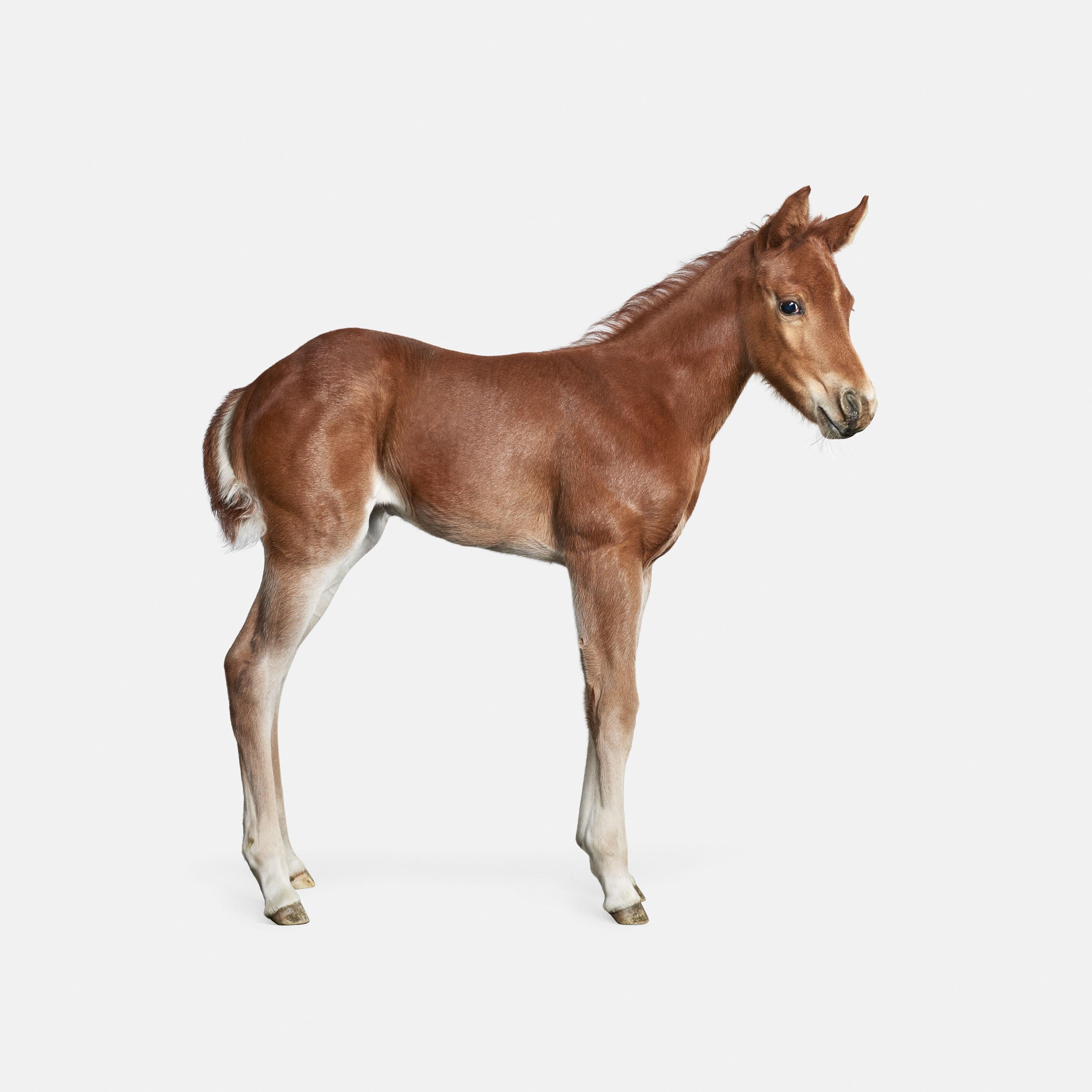 Available Sizes:
37.5 x 30 in Edition of 15
50 x 40 in Edition of 10
60 x 48 in Edition of 5

Weston: There are few things more adorable than a baby horse.  28-day-old Weston and his ridiculously cute gallop would make even the manliest of men