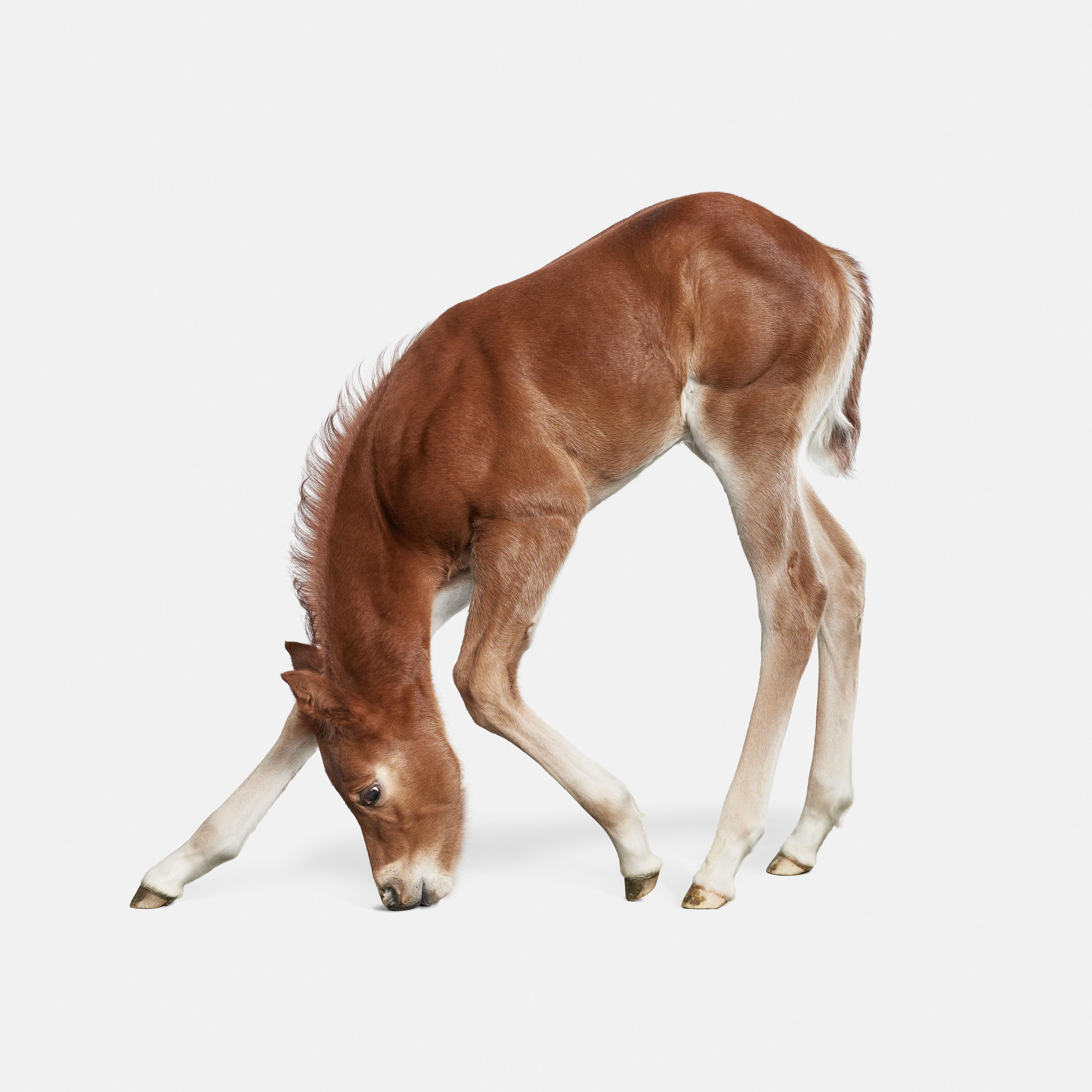 Randal Ford - Foal n° 2, photographie de 2018, imprimée d
après