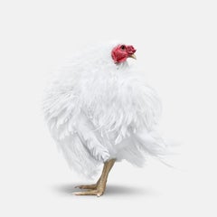 Randal Ford - Frazzle Chicken n° 1, photographie de 2018, imprimée d'après