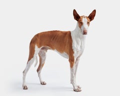 Randal Ford - Gavin No. 1, Photography 2020, Printed After