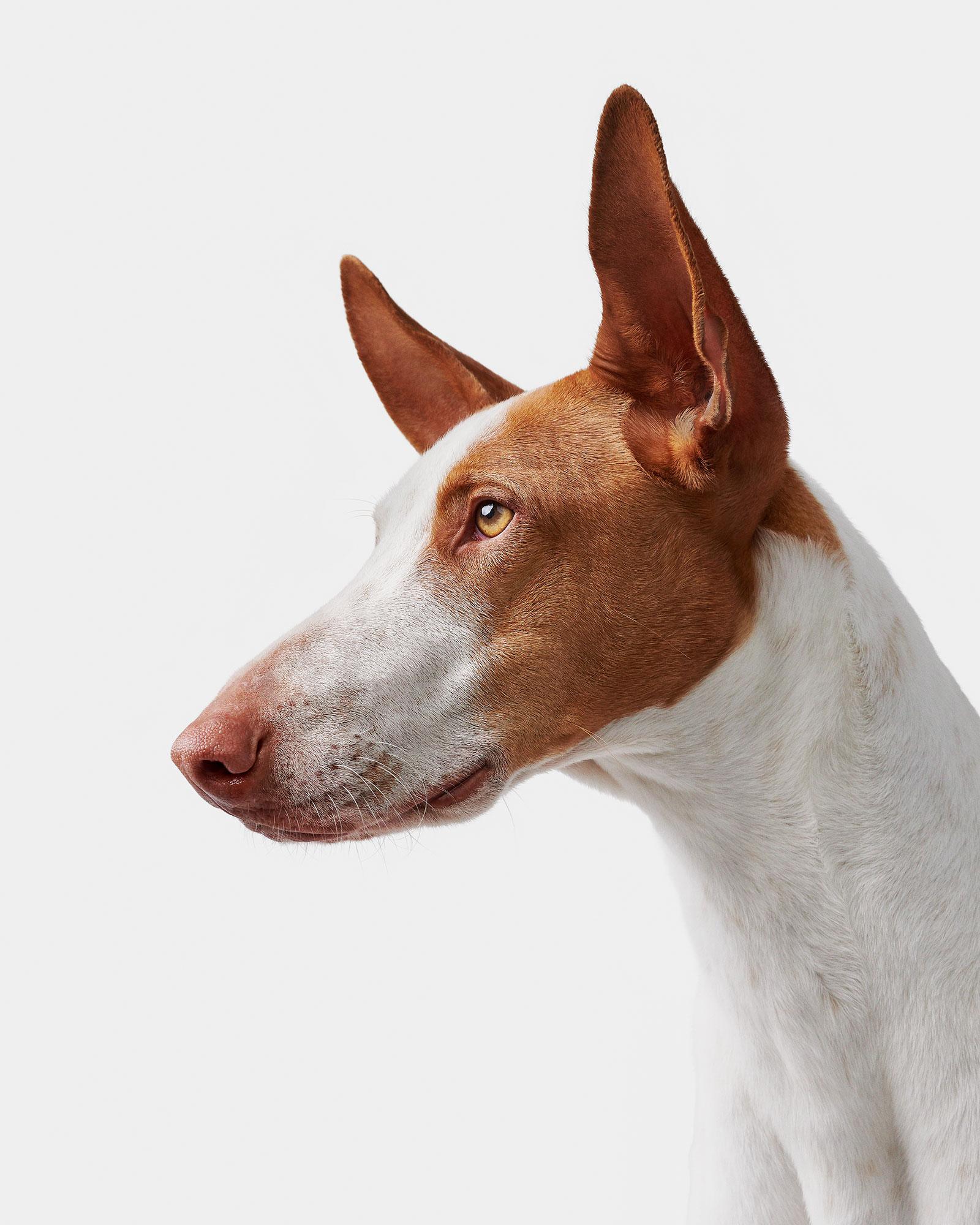 Available sizes:
37.5" x 30", Edition of 15
50" x 40", Edition of 10
60" x 48", Edition of 5

Narrative:
Gavin was a good looking guy. His features were sharp and sleek, which made photographing him a breeze. The light found his edges easily, like