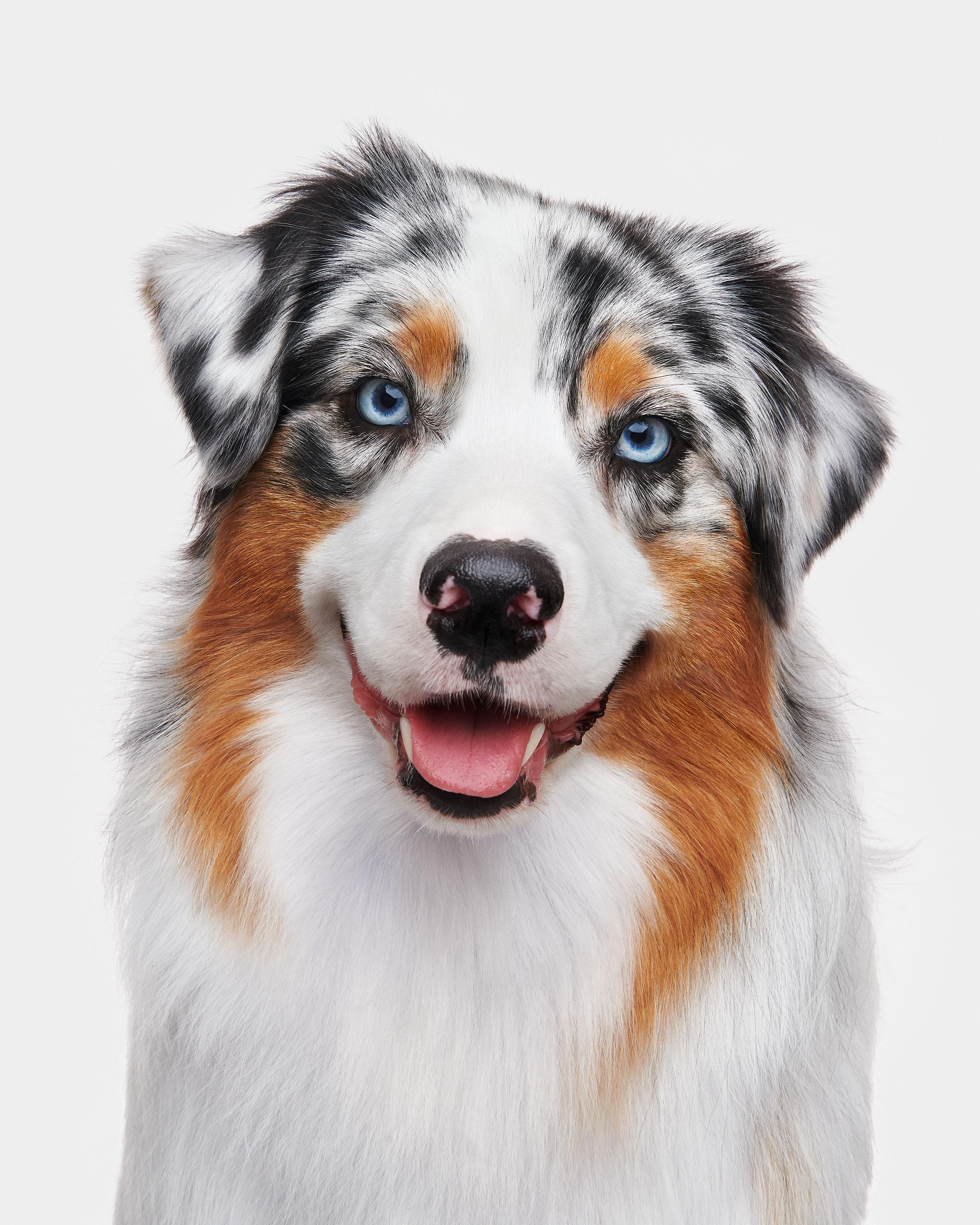Available sizes:
37.5" x 30", Edition of 15
50" x 40", Edition of 10
60" x 48", Edition of 5

Narrative:
Giddy was just that. He showed up with such an impressive readiness to get down to business. Australian Shepherds are remarkably intelligent and