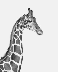 Randal Ford - Giraffe n° 1 (BW), photographie 2024, imprimée d'après