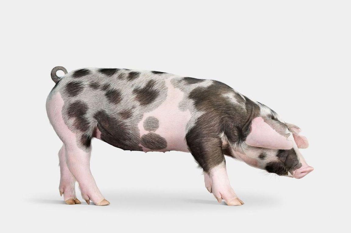 "Even though this pig can’t fly, she sure looks like something from the sky. Milky Way was just that—a gorgeous, galactic spread of dark and light spheres across her skin. As she continues to grow, her spots will likely stretch and bleed into one