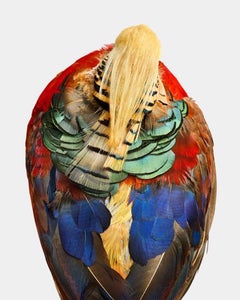 Randal Ford - Aérienne du faisan doré, photographie 2024, imprimée d'après