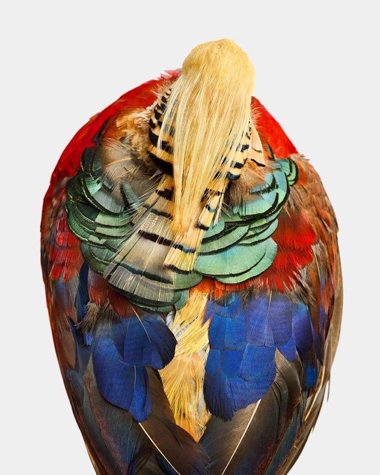 "Nature certainly has a way of stopping us in our tracks. Not only are Prism’s colors impossible to comprehend, but the incredible shapes and patterns painted across his plumage are similar to an abstract artwork hanging in a museum. I like to play