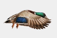 Randal Ford – Grauer Mallard-Enten im Flug, Fotografie 2024, gedruckt nach dem Flug