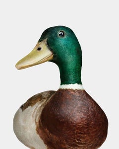 Randal Ford - Gray Mallard Duck No. 2, Fotografie 2024, Nachdruck