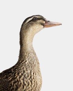 Randal Ford - Gray Mallard Female, Photography 2024, Printed After