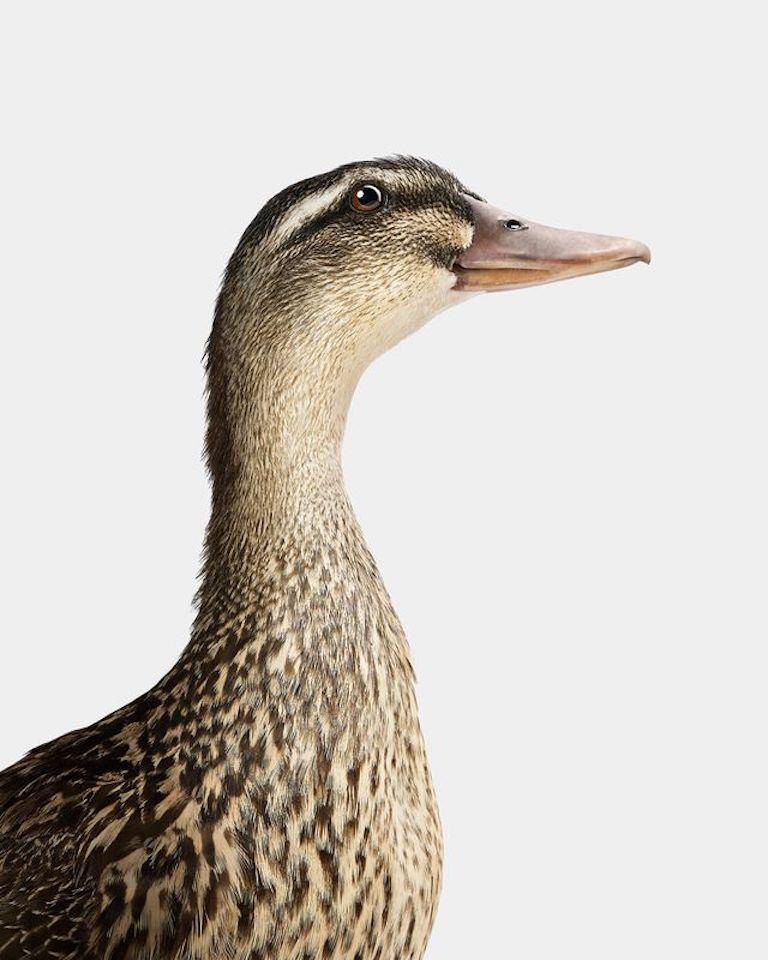 Randal Ford - Gray Mallard Female, photographie 2024, imprimée d
après