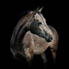 Randal Ford - Gray Quarter Horse Mare n° 1, photographie 2024, imprimée d'après