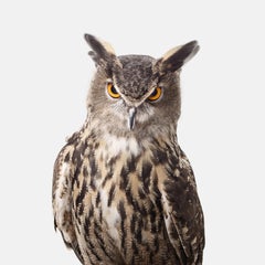 Randal Ford - Great Horned Owl, Photography 2018, Printed After