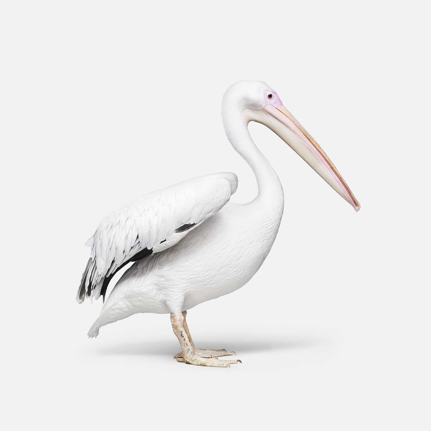 Randal Ford – Großer weißer Pelikan Nr. 1, Fotografie 2018, gedruckt nach