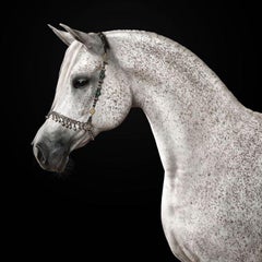Randal Ford - Cheval arabe gris n° 1, photographie 2024, imprimée d'après