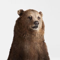 Randal Ford - Retrato de oso pardo, Fotografía 2018, Impresión posterior