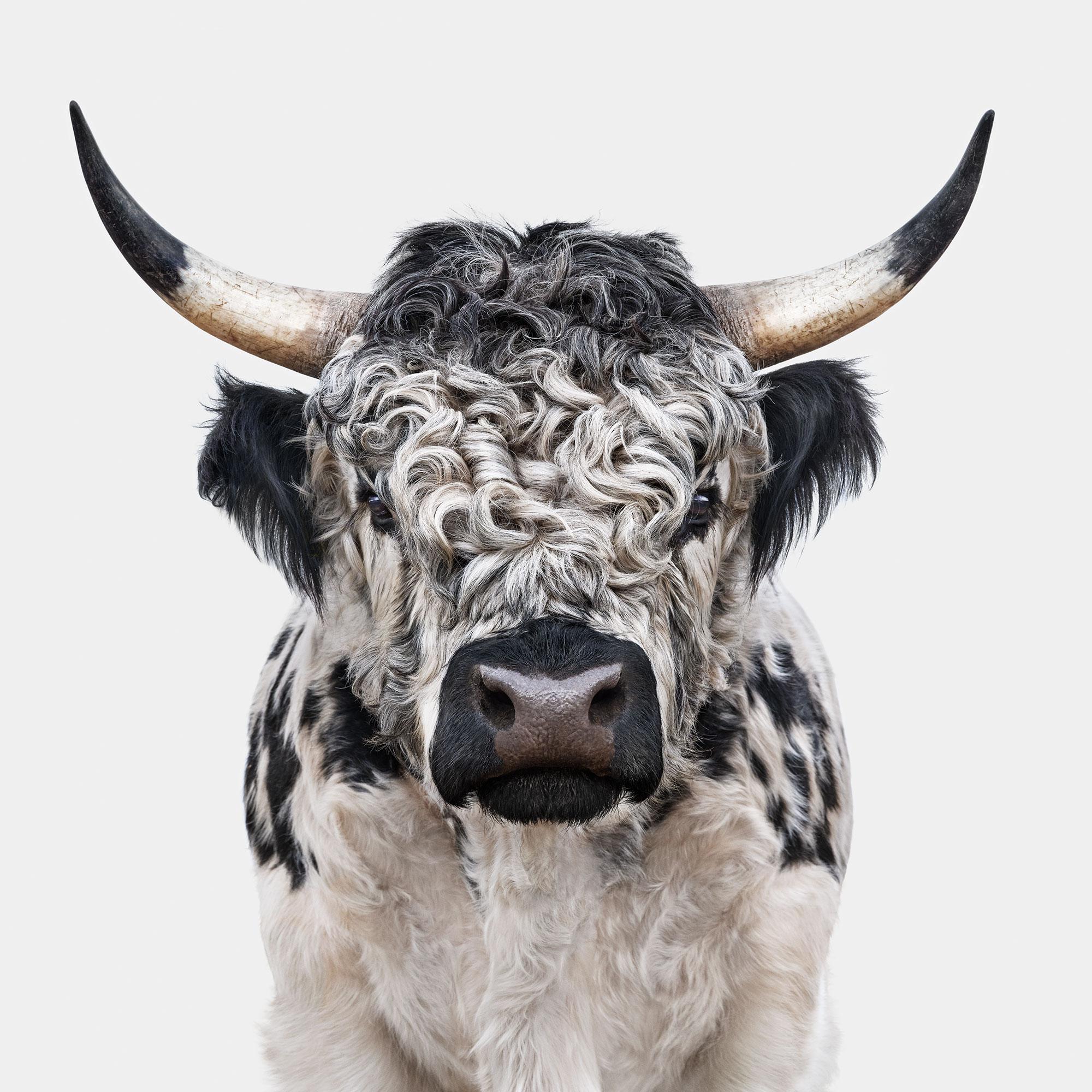 All available sizes and editions:
32 × 32 in, edition of 15
40 × 40 in, edition of 10
48 × 48 in, edition of 5

Whoa, Bull. In my years of photographing wild animals, I’ve learned to make quite a few noises to command their attention—but Murphy’s