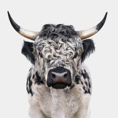 Randal Ford – High Park Bull, Fotografie 2021