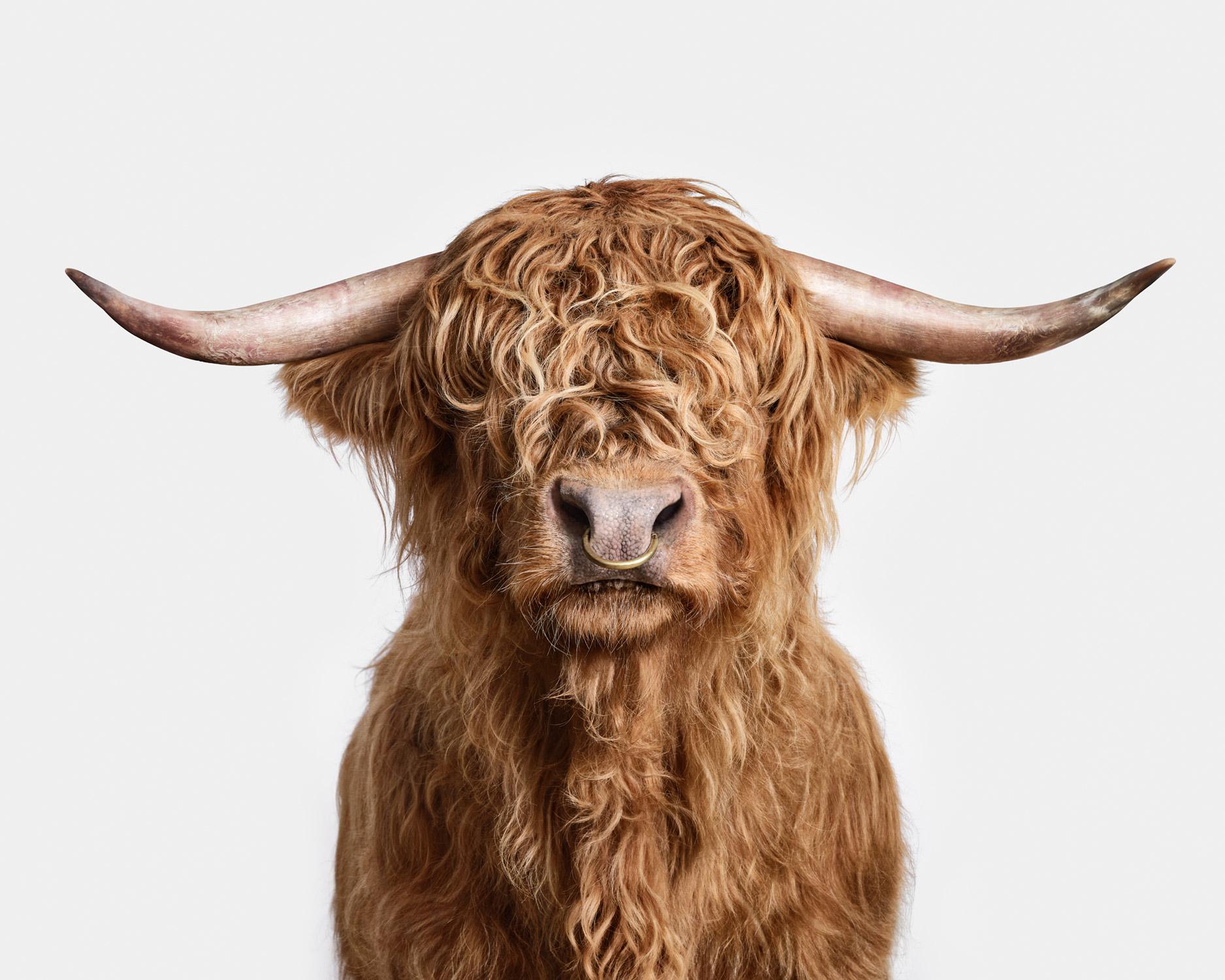 Randal Ford - Highland Bull, photographie 2024, imprimée d
après