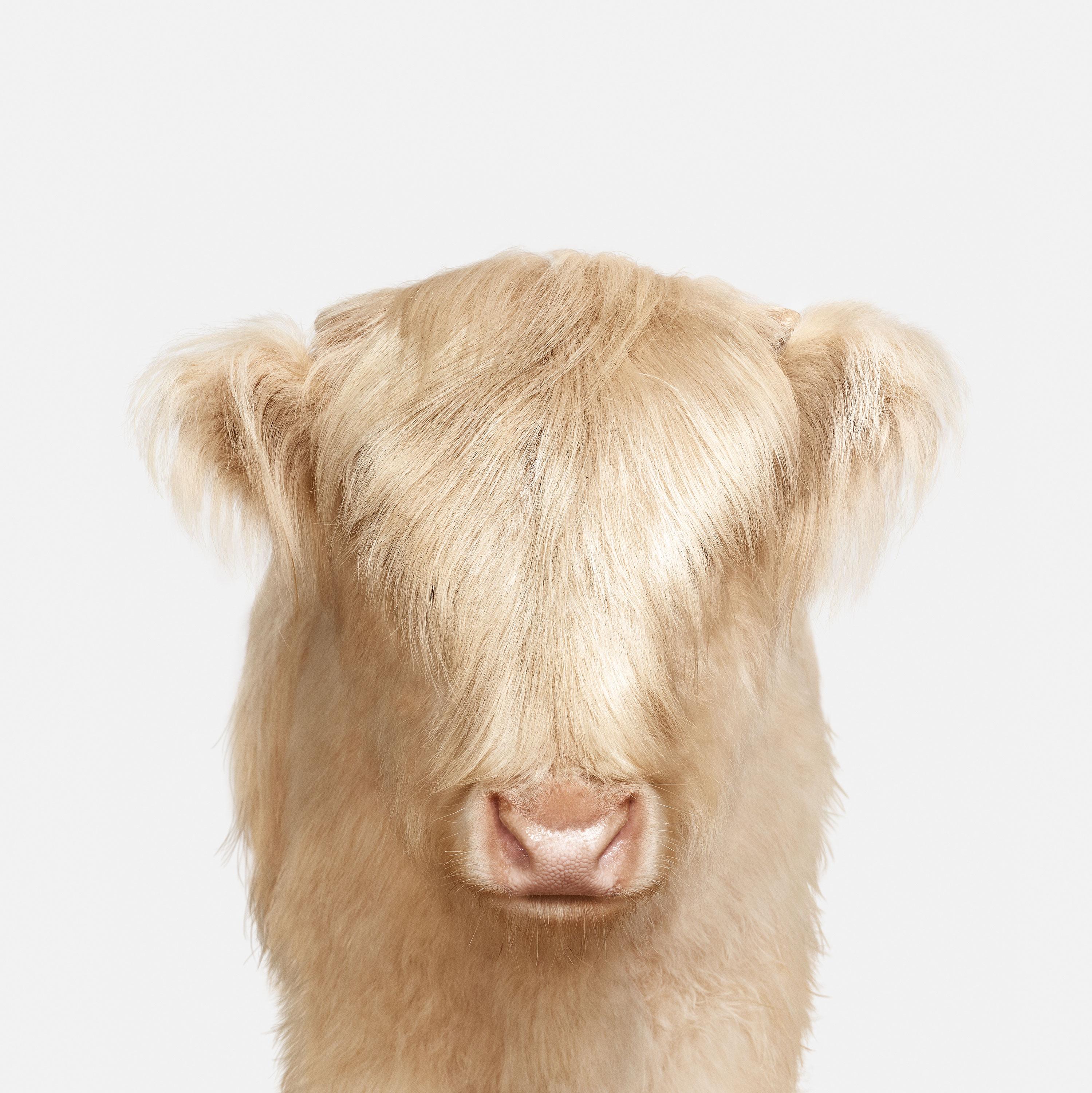 Randal Ford - Highland Calf Baby, photographie 2018, imprimée d
après