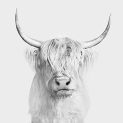 Randal Ford - Highland Cow n° 1 (BW), photographie 2024, imprimée d'après