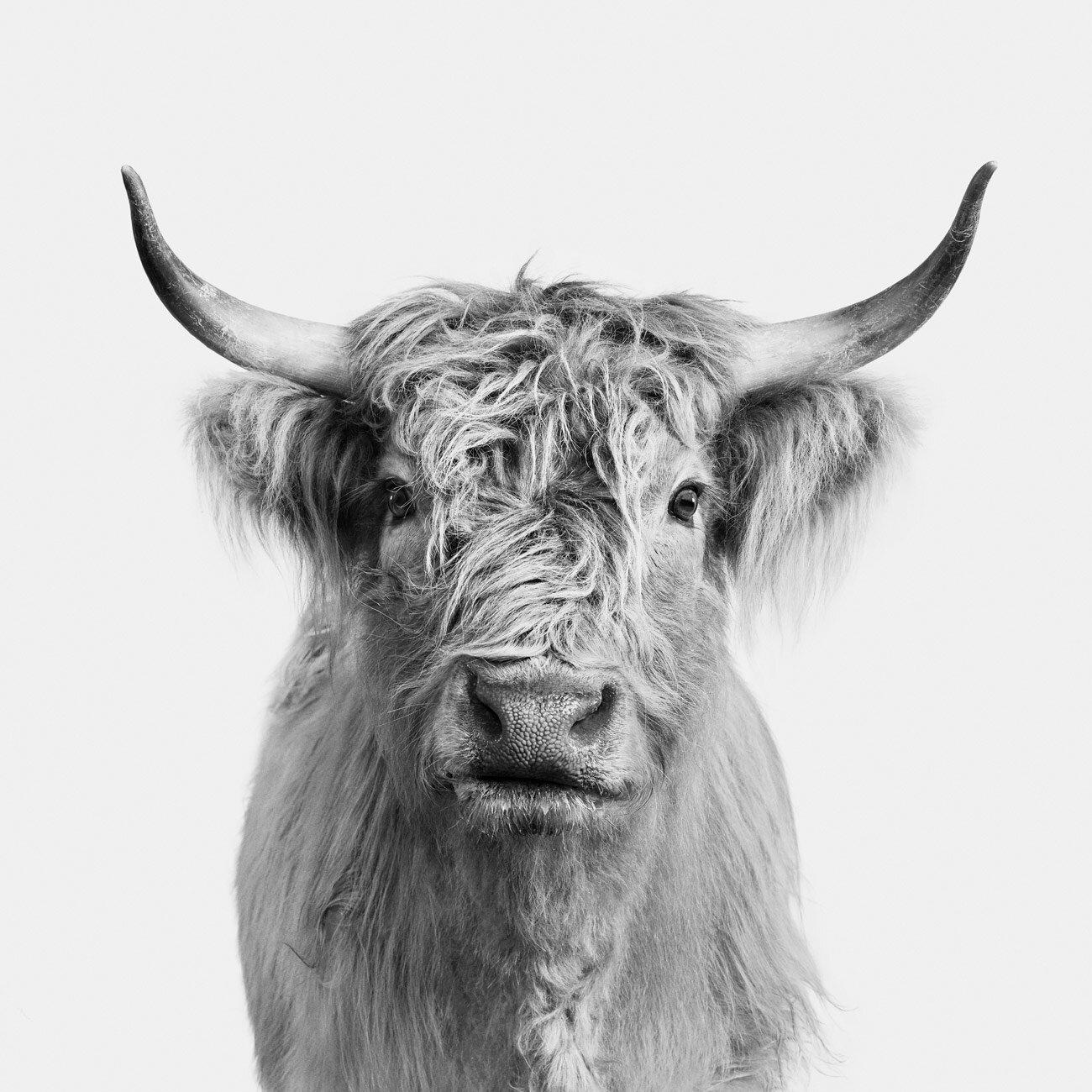 Verfügbare Größen:
32" x 32" Auflage von 15
40" x 40" Auflage von 10
48" x 48" Auflage von 5

Vor über 40.000 Jahren begannen wir, Tiere in Höhlenzeichnungen darzustellen. Im Laufe der Geschichte hat die Menschheit immer wieder Tiere in der Kunst