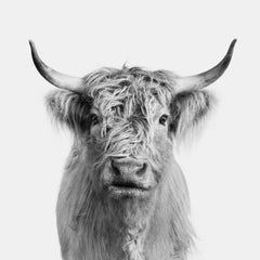 Randal Ford – Highland Cow No. 2 (BW), Fotografie 2024, gedruckt nach