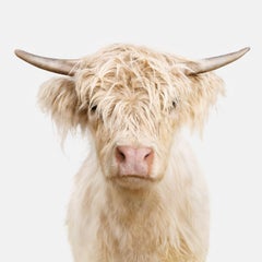 Randal Ford – Highland Cow Yearling, Fotografie 2024, Nachdruck